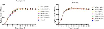 DNase inhibits early biofilm formation in Pseudomonas aeruginosa- or Staphylococcus aureus-induced empyema models